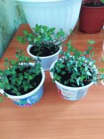 Лот: 19125815. Фото: 2. Каллизия. Комнатные растения и уход