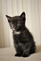 Лот: 8574397. Фото: 7. Котята