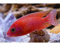 Лот: 8007619. Фото: 3. Маlawi- Аulonocara Fir Fish Red... Растения и животные