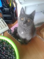 Лот: 7980556. Фото: 3. Кошечка. Растения и животные