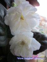 Лот: 13566485. Фото: 6. "Warm Sunshine (Вом Саншайн...
