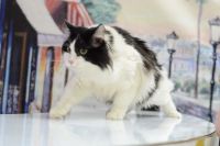Лот: 6938360. Фото: 4. Красивый пушистый черно-белый... Красноярск