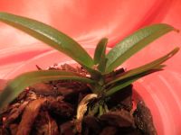 Лот: 4521512. Фото: 3. Орхидея -Sarcochilus fitzgeraldii... Растения и животные