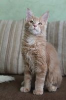 Лот: 11229099. Фото: 2. Котенок мейн-куна (котик). Животные и уход