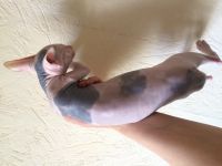 Лот: 13340758. Фото: 5. Девочка Сфинкс черепашка на счастье