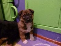 Лот: 2404225. Фото: 2. Очаровательный щенок)гляньте на... Животные и уход