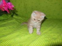 Лот: 7714979. Фото: 7. Рыжий персидский котёнок.