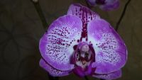 Лот: 3812998. Фото: 2. орхидея фаленопсис №10. Комнатные растения и уход