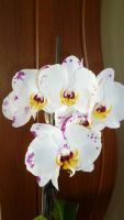 Лот: 3065157. Фото: 2. орхидея фаленопсис (сейчас цветёт... Комнатные растения и уход