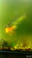 Лот: 10768735. Фото: 6. Аквариум с рыбами