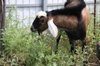 Лот: 9320979. Фото: 3. Нубийский Козел на племя,1 ГОД... Растения и животные