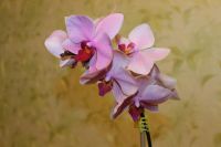 Лот: 5361354. Фото: 3. Орхидея. Растения и животные