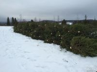 Лот: 8657030. Фото: 2. Новогодняя елка, живая ель. Новый год!