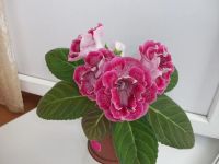 Лот: 5345955. Фото: 6. Глоксиния махровая АО-Клубничный...