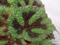 Лот: 9758170. Фото: 2. Бегония Мэсона (Begonia masoniana... Комнатные растения и уход