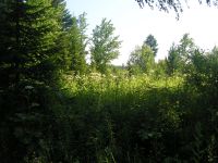 Лот: 14353058. Фото: 6. Дачный участок