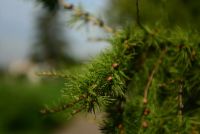 Лот: 4643983. Фото: 7. Nikon 35-70mm 2.8D