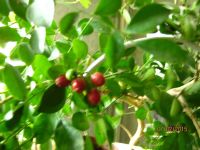 Лот: 3384791. Фото: 4. мурайя 1 метельчатая зацвела... Красноярск