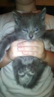 Лот: 12124688. Фото: 4. Котята. Красноярск