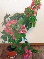 Лот: 7728633. Фото: 3. Сортовая бугенвиллея,бугенвиллия... Растения и животные