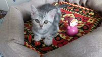 Лот: 9897648. Фото: 5. Котята шотландские.