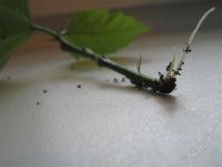 Лот: 659361. Фото: 3. Махровый гиб. +подарок=). Растения и животные