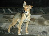 Лот: 1937300. Фото: 2. Крупны кобель на охрану или для... Животные и уход