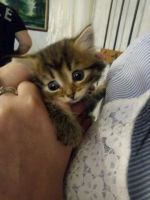 Лот: 14166443. Фото: 3. Отдам котенка-кошечка. Растения и животные