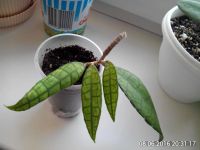 Лот: 7584002. Фото: 2. хойя ((Hoya finlaysonii). Комнатные растения и уход