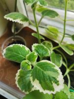 Лот: 16431195. Фото: 6. Мята комнатная