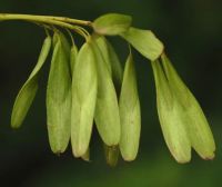 Лот: 7670161. Фото: 6. Ясень маньчжурский (Fraxinus mandshurica...