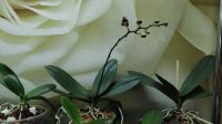 Лот: 17385175. Фото: 3. Орхидея фаленопсис. Растения и животные