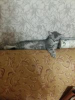 Лот: 9437982. Фото: 3. Британская кошечка. Растения и животные