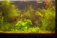 Лот: 761975. Фото: 2. людвигия аркуата. Аквариумистика