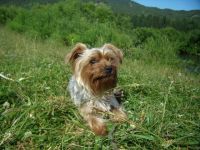 Лот: 3510954. Фото: 3. Мальчик 2 года йорк. Растения и животные