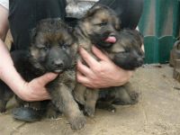 Лот: 1640348. Фото: 2. Щенки немецкой овчарки. Животные и уход