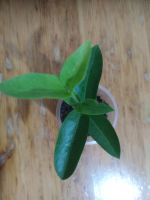 Лот: 5797594. Фото: 6. Хойя денсифолия (Hoya Densifolia...