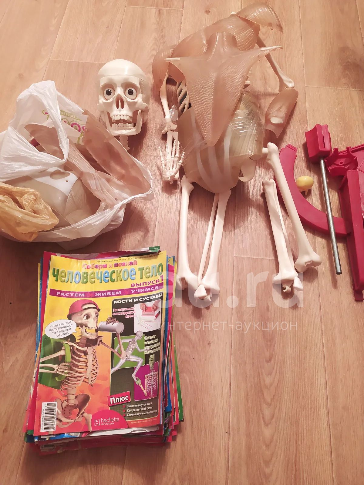 модель скелета человека — купить в Красноярске. Состояние: Б/у. Другое ...