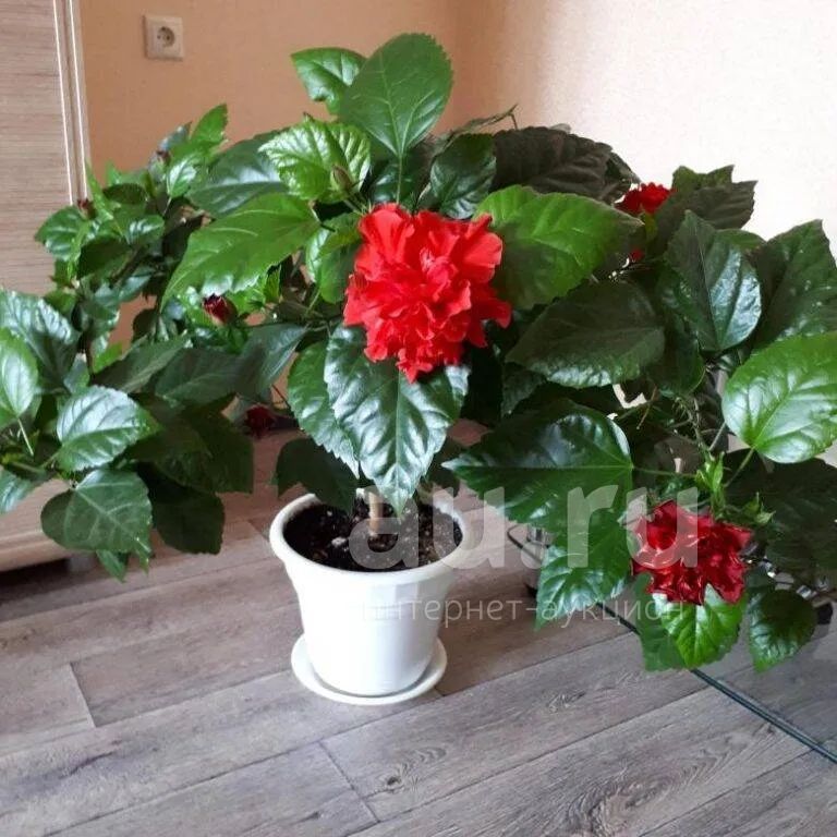 Гибискус (китайская роза) — купить в Красноярске. Горшечные растения и  комнатные цветы на интернет-аукционе Au.ru