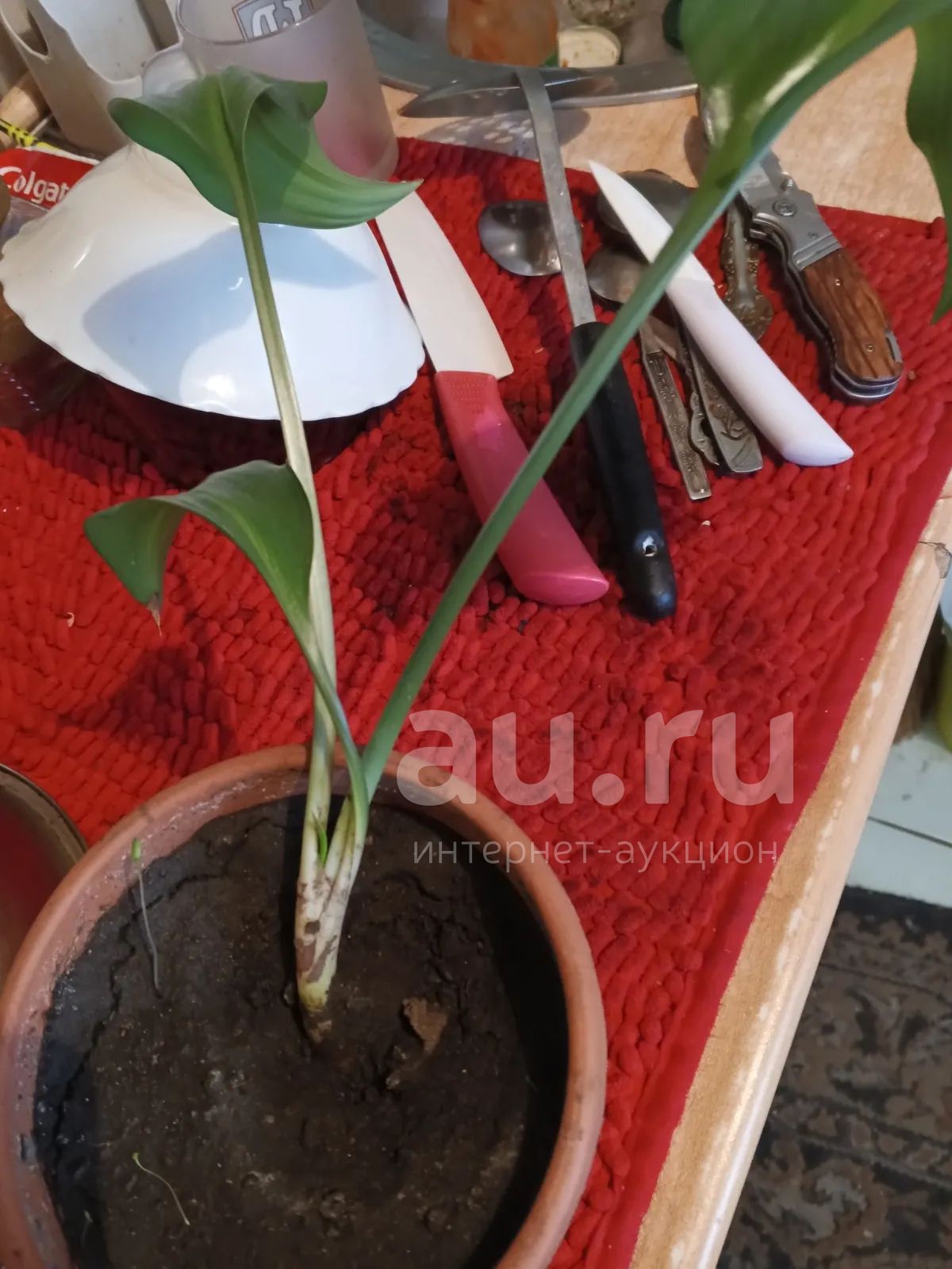 Лилия амазонская — купить в Красноярске. Горшечные растения и комнатные ...