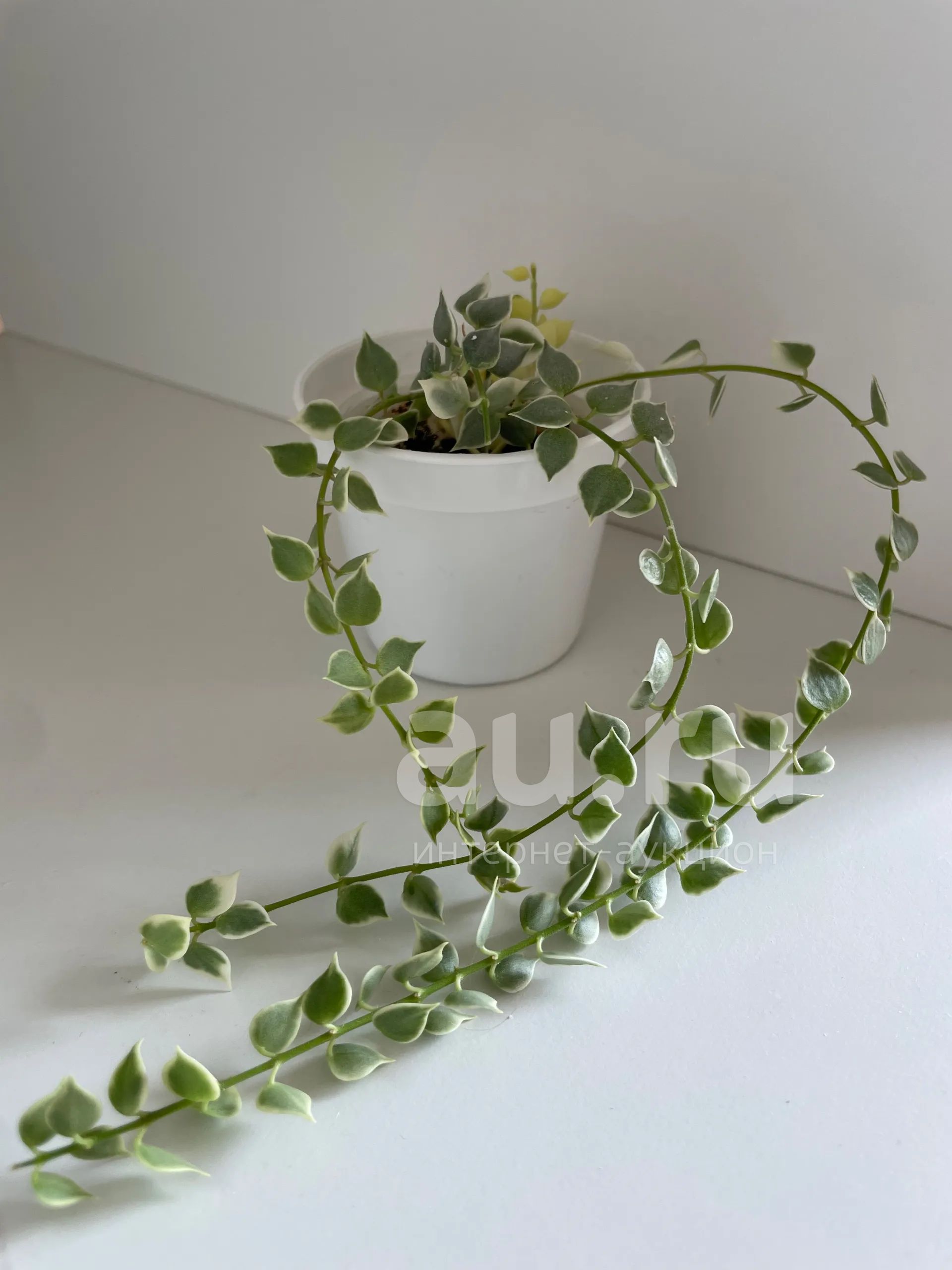 Дисхидия ruscifolia