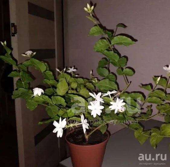 Жасмин арабский самбак