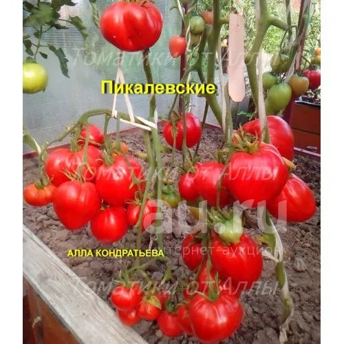 Семена томата Пикалевские и другие ( 10шт ) — купить в Красноярске ...