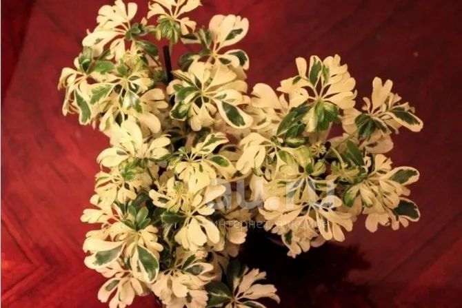 Шеффлера Жанин — купить в Красноярске. Горшечные растения и комнатные ...