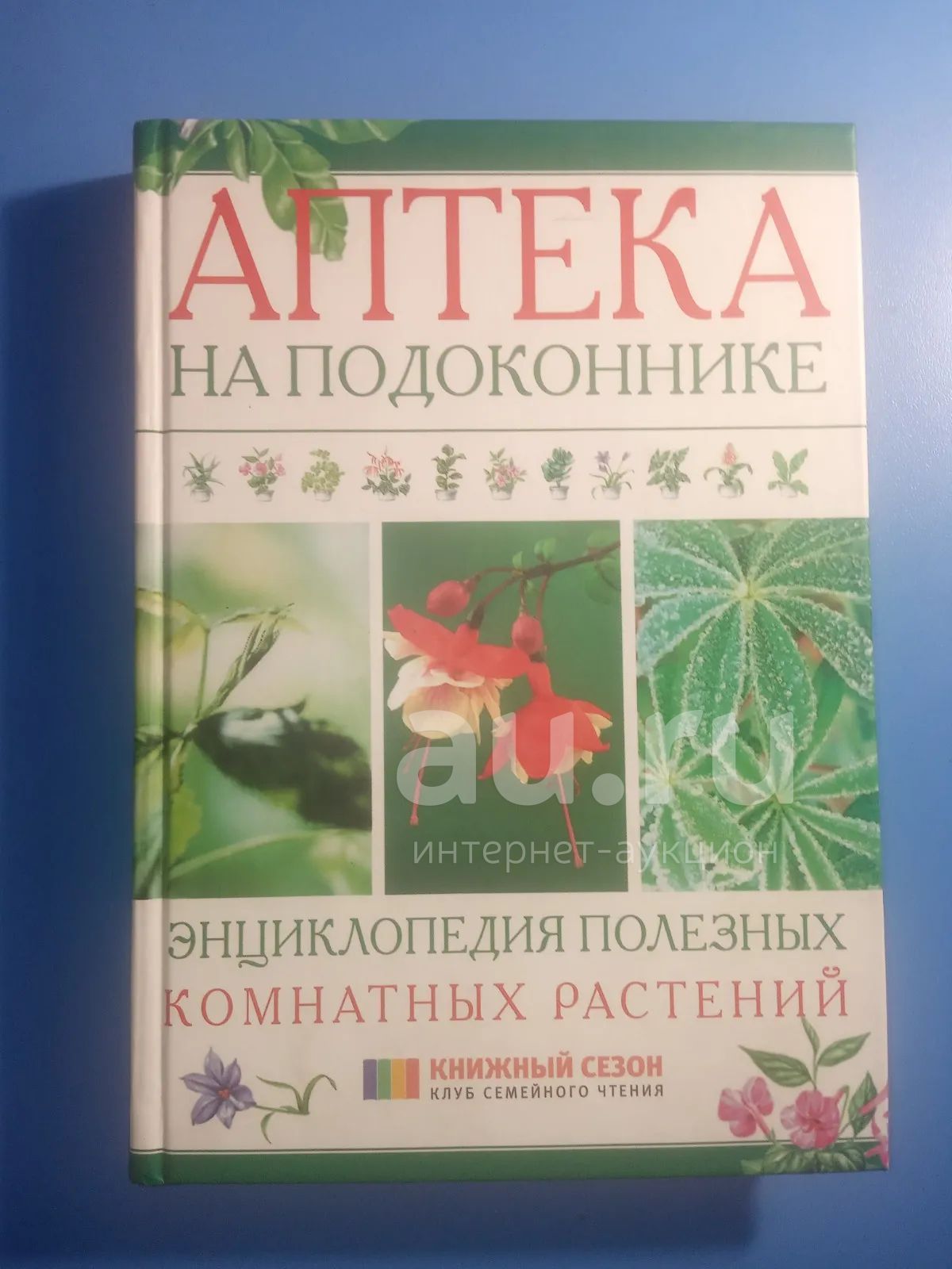 Лечебные комнатные растения