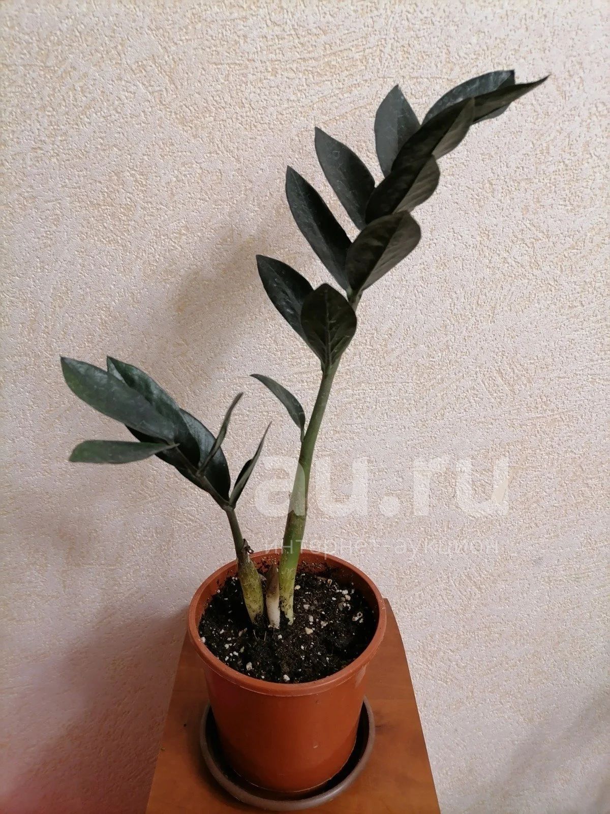 Zamioculcas Lucky Classic