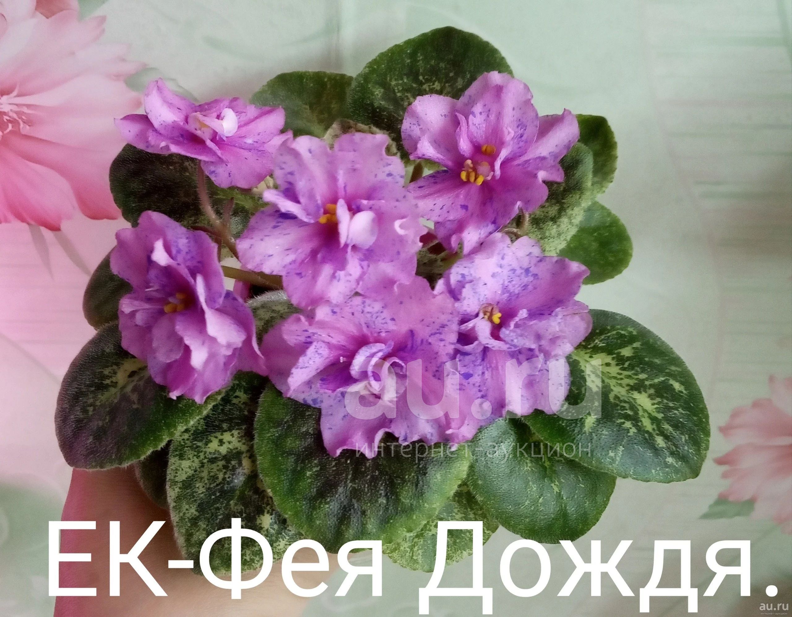 Фиалка ЕК Фея дождя
