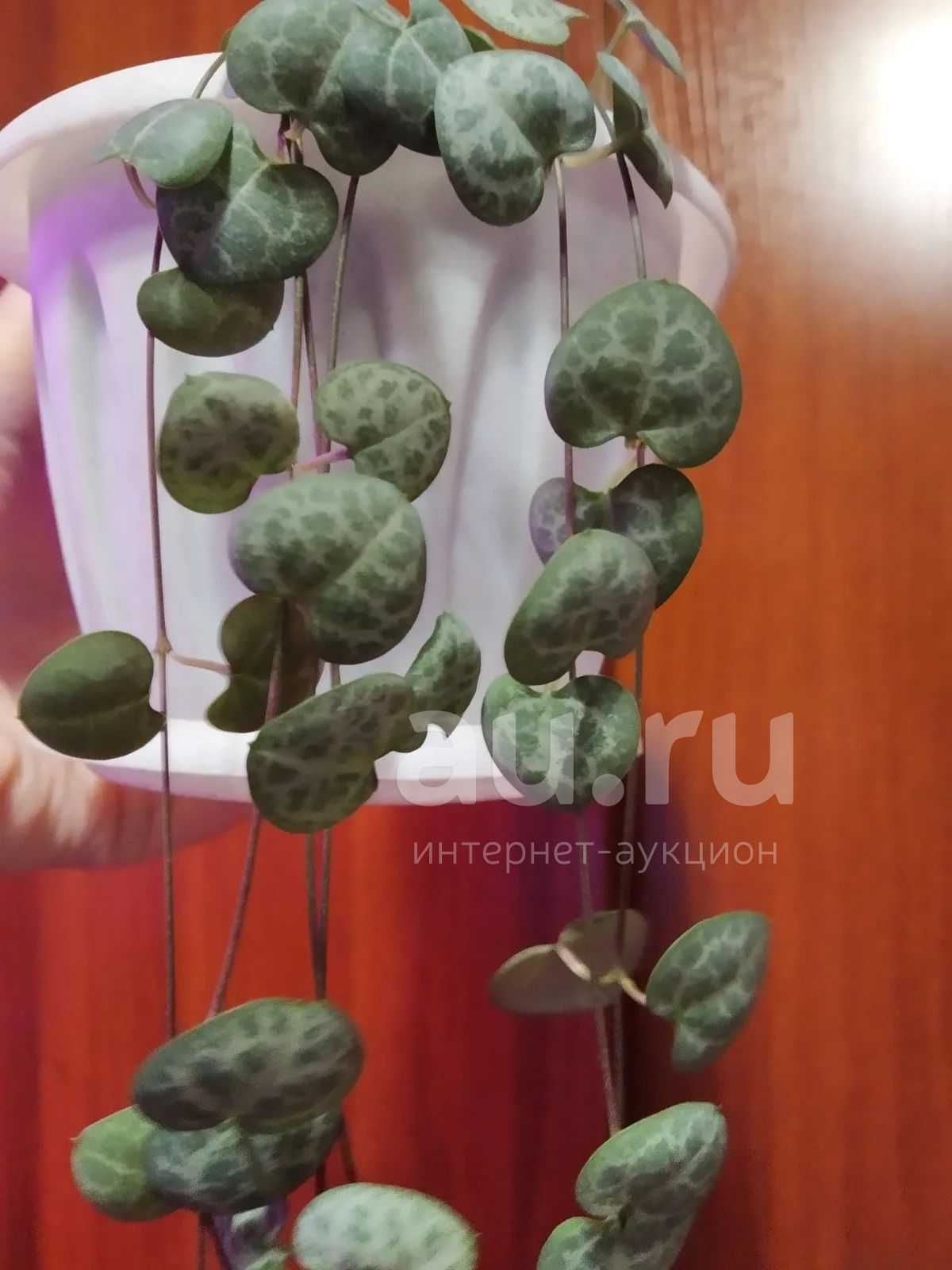 Церопегия Вуда (2) — купить в Красноярске. Горшечные растения и ...