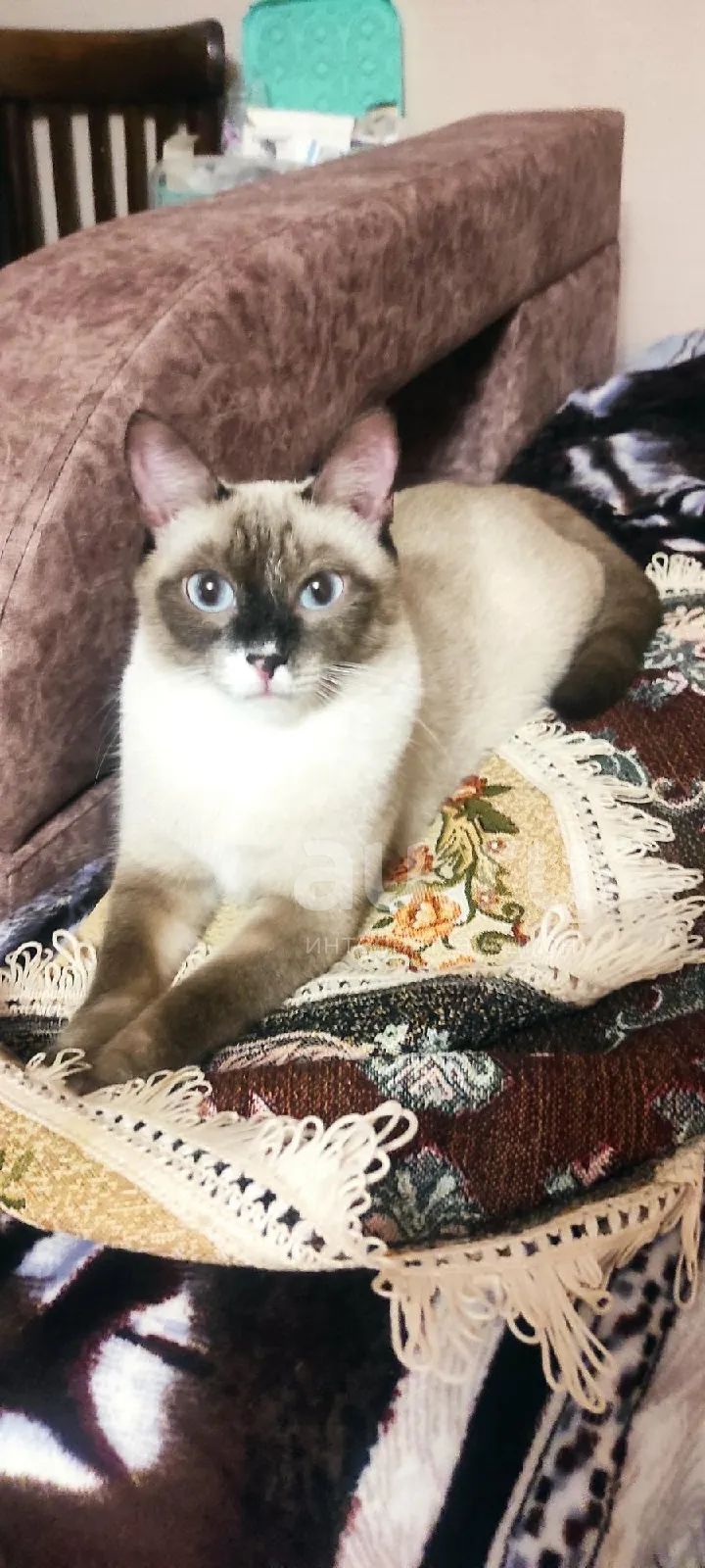 Кошечка, фенотип сиамской. — купить в Красноярске. Кошки, котята на ...
