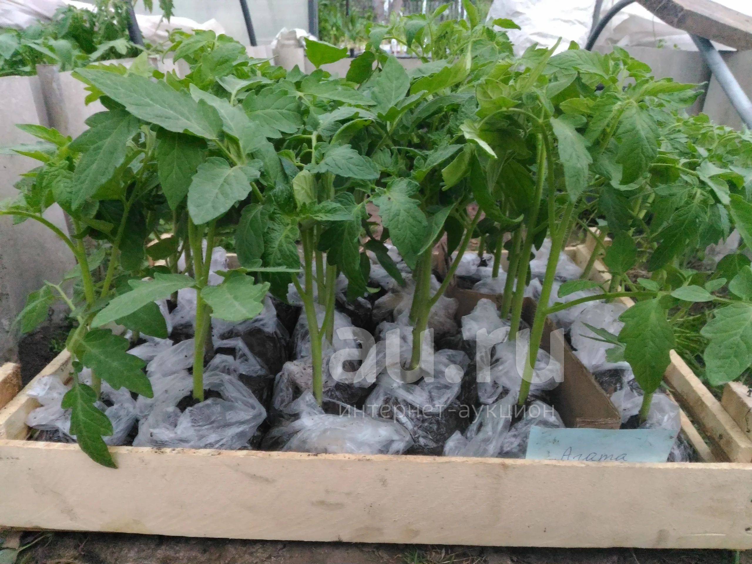 Продажа Рассады Помидор
